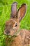 Snowshoe Hare feeding on grass