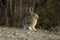 Snowshoe Hare Portrait