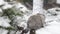 Snowshoe Hare Rabbit cleaning face in snow during a snowfall in winter. cute wild bunny.