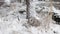 Snowshoe Hare Rabbit cleaning face in snow during a snowfall in winter. cute wild bunny.