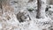 Snowshoe Hare Rabbit cleaning face in snow during a snowfall in winter. cute wild bunny.