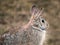 Snowshoe Hare Rabbit - Lepus americanus - looking right