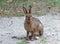 Snowshoe hare in summer with brown coat sitting