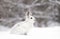 Snowshoe hare or Varying hare (Lepus americanus) closeup in winter