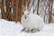 Snowshoe hare or Varying hare (Lepus americanus) closeup in winter in Canada