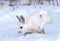 Snowshoe hare or Varying hare (Lepus americanus) closeup in winter in Canada