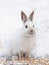 Snowshoe hare or Varying hare (Lepus americanus) closeup in winter in Canada