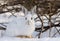 Snowshoe hare or Varying hare (Lepus americanus) closeup in winter in Canada