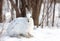 Snowshoe hare or Varying hare (Lepus americanus) closeup in winter in Canada