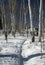 Snowshoe hiker, shadows of aspens,,