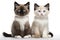 Snowshoe, Mum Cat And Kittens Sitting On A White Background