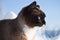 Snowshoe siamese cat portrait on blue sky background in winter.