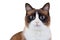 Snowshoe thai cat portrait, sitting and looking at the camera, isolated