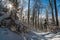 Snowshoe tour at the Gehrenberg near Lake Constance