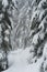 Snowshoe trail with snowy trees on Cypress Mountain