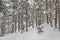 Snowshoe winter activity. Snowshoeing woman in winter forest with snow covered trees. People on hike in snow hiking in