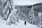 Snowshoer on Black Mountain snowshoe trail
