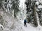 A snowshoer walking and admiring the stunning beauty of the winter landscape on Cypress Mountain