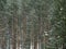 Snowstorm against the backdrop of a pine forest. Due to the snowfall, tall slender pines are difficult to see.