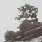 Snowstorm blowing past a small juniper on red sandstone