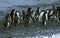 Snowstorm, large group of Adelie penguins