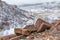 Snowstorm over Colorado foothills