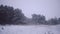 Snowstorm in the winter forest, pine trees covered with snow, beautiful winter landscape.