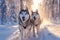 Snowy adventure Siberian husky leads sled through winter forest scene