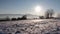 Snowy agricultural field with bare naked broadleaf tree lane in background, late afternoon sun and fog