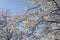 Snowy alder branch