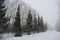 Snowy alley with frosted spruces and poplars. Winter landscape