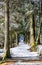 Snowy alley with pine trees at winter