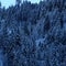 Snowy Alpine Pine Tree Forest