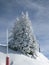 Snowy Alpine Tree