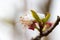 Snowy apricot blossom closeup