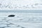 Snowy Arctic landscape with big animal. Walrus, Odobenus rosmarus, stick out from blue water on white ice with snow, Svalbard, Nor
