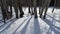 Snowy Aspens