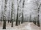 Snowy autumn birch park