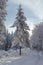 Snowy beautiful Christmas pine tree in sunny forest Vertical