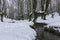 Snowy beech forest with a stream crossing it