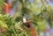 Snowy-bellied Hummingbird Amazilia edward