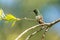 Snowy-bellied Hummingbird - Saucerottia edward
