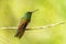 Snowy-bellied Hummingbird - Saucerottia edward