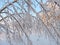 Snowy birch tree branches
