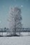 Snowy birch tree on a wintry field. Frost forms ice crystals on the branches