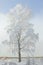 Snowy birch. Winter frost tree. December landscape.