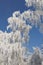 Snowy birch. Winter frost tree. December landscape.