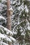 Snowy bird house on a pine tree. Wooden aviary of timber. Nest box in the forest,