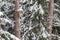 Snowy bird house on a pine tree. Wooden aviary of timber. Nest box in the forest,