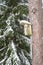 Snowy bird house on a pine tree. Wooden aviary of timber. Nest box in the forest, natural winter background pattern.